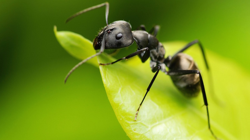 Flies: The Ants Go Marching - Fightmaster Fly Fishing