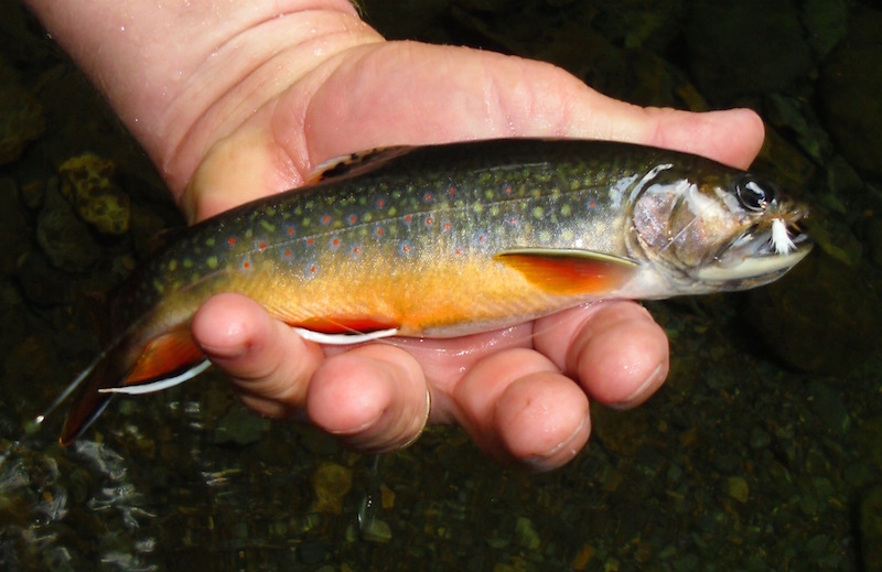 Native Smokies Brook Trout