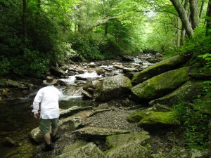 Bright Colors in the Smokies