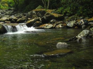 Blending in on a Smoky Mountain Stream