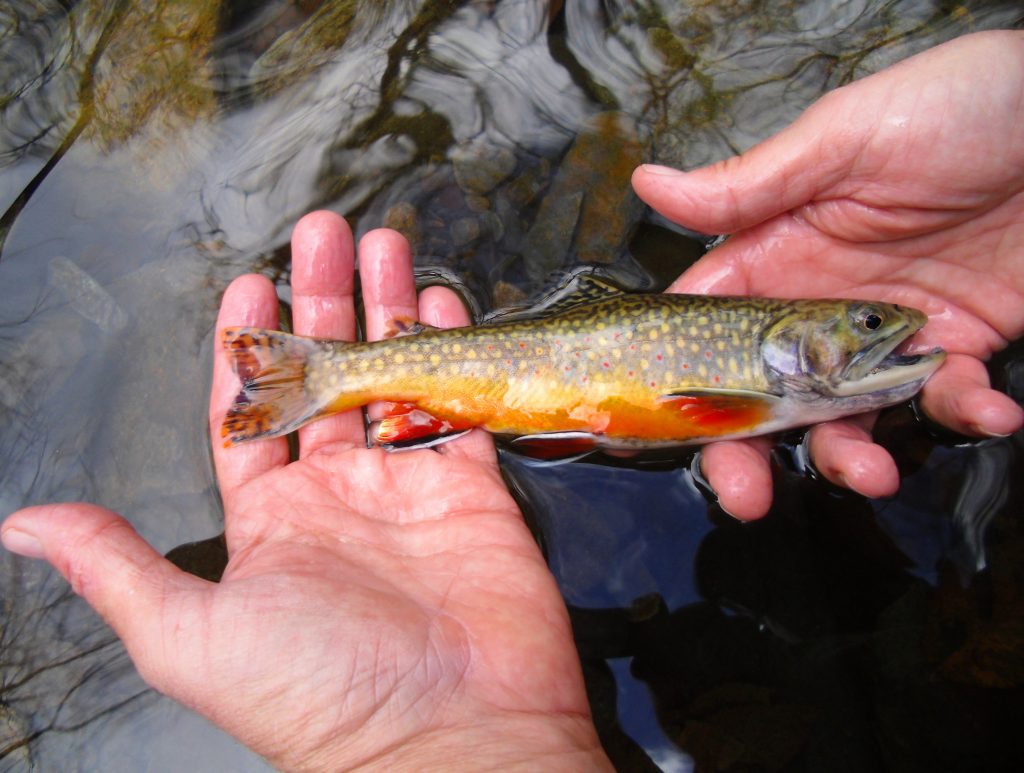 Homemade Brookies - Fightmaster Fly Fishing Fightmaster Fly Fishing