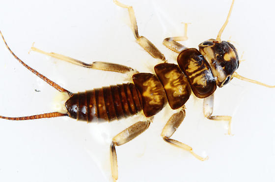 Golden Stonefly Nymph