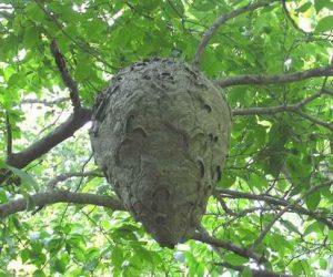 Hornet Nest