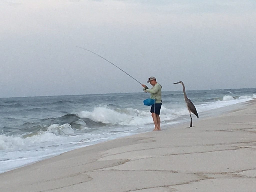 Surf fishing really comes into its own in the Carolinas this month