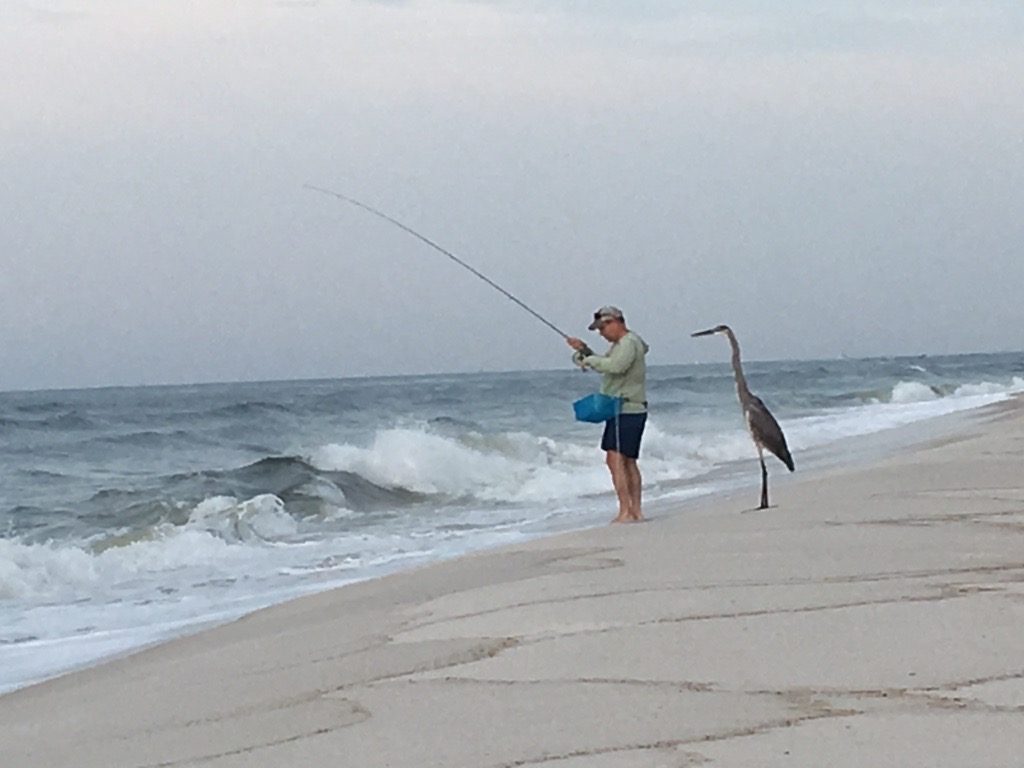 Green Tide Surf Fishing