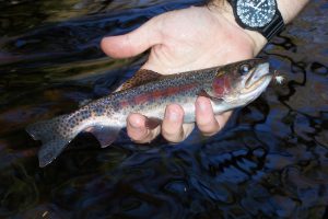 Wild Smoky Mountain Rainbow