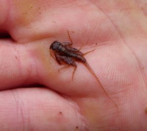 Quill Gordon Mayfly Nymph