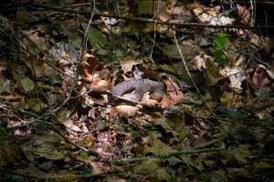 Great Northern Water Snake