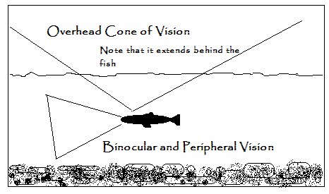 Trout Cone of Vision