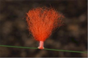 Yarn Style Fly Fishing Strike Indicator