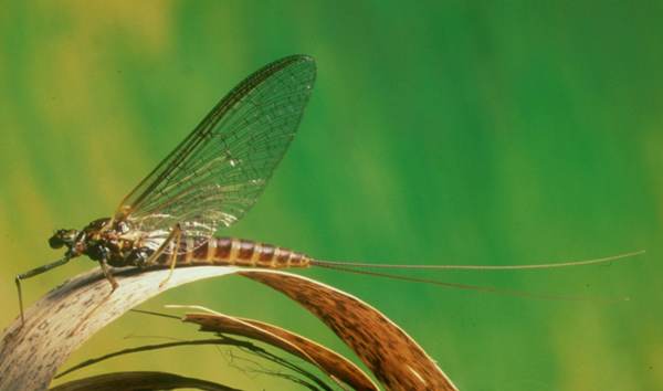 Adult March Brown Mayfly