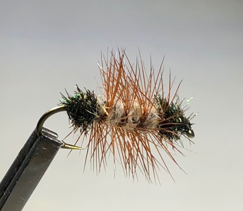 Humphreys Caddis Pupa