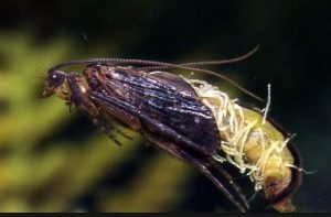 Caddis Pupa