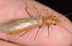 Golden Stonefly Adult