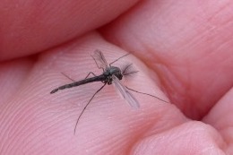 Adult Midge