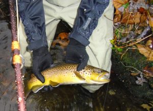 Late Fall Brown Trout Smoky Mountains