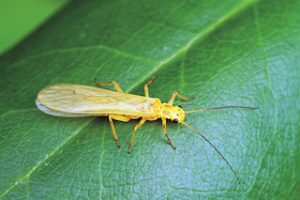 Little Yellow Sally Stonefly Adult