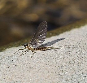 Realistic Elk Wing Sulphur Mayfly