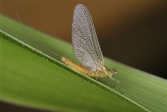 Sulphur Mayfly Adult