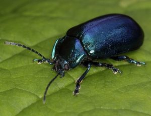 Common Black Beetle