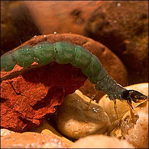 Caddis Larva