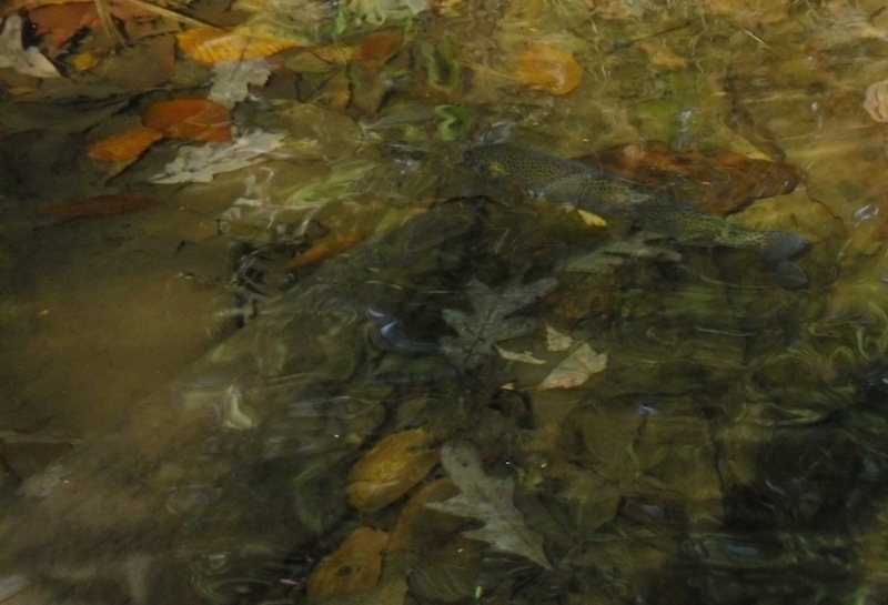 Rainbow Trout in Flat, Shallow Water