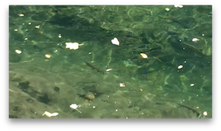 Trout Feeding in Slow Water